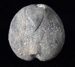 Micraster glyphus SCHLTER 1869 - Bild © FossNet FossilienStore